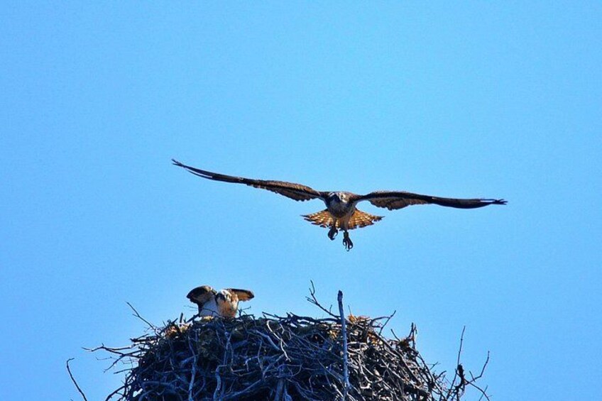 ospreys 3