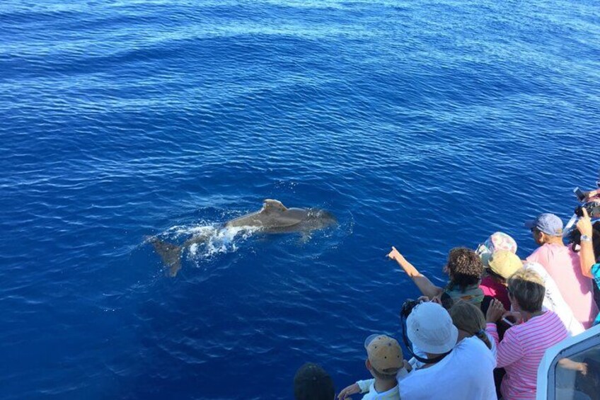 dolphin 3