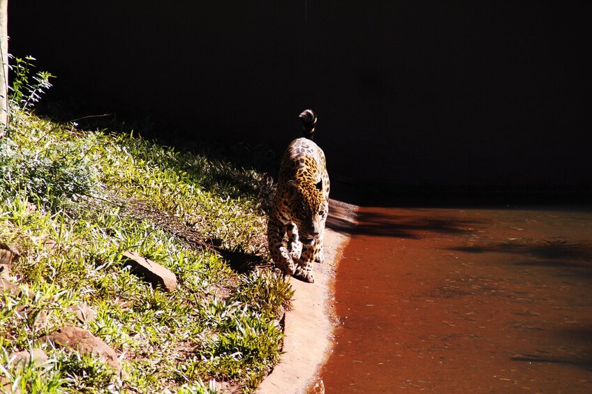 Itaipu Dam with Wild Animals Eco Retreat