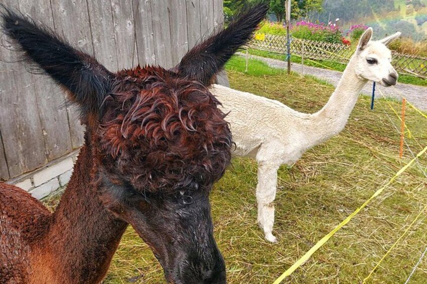 Two llamas in a fenced area with hay on the ground. 2