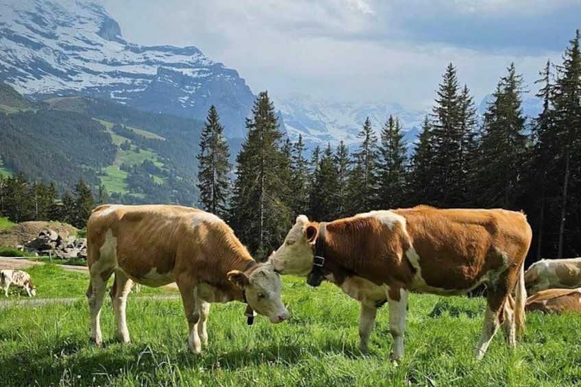 Two cows grazing in a grassy field with a mountainous background. 4
