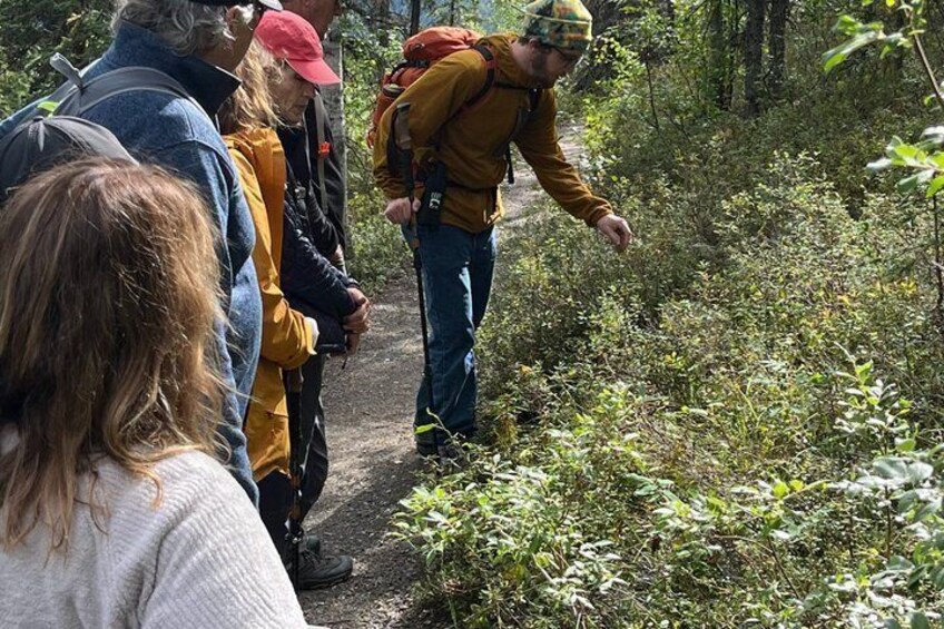 A group of hikers on a forest trail. 2