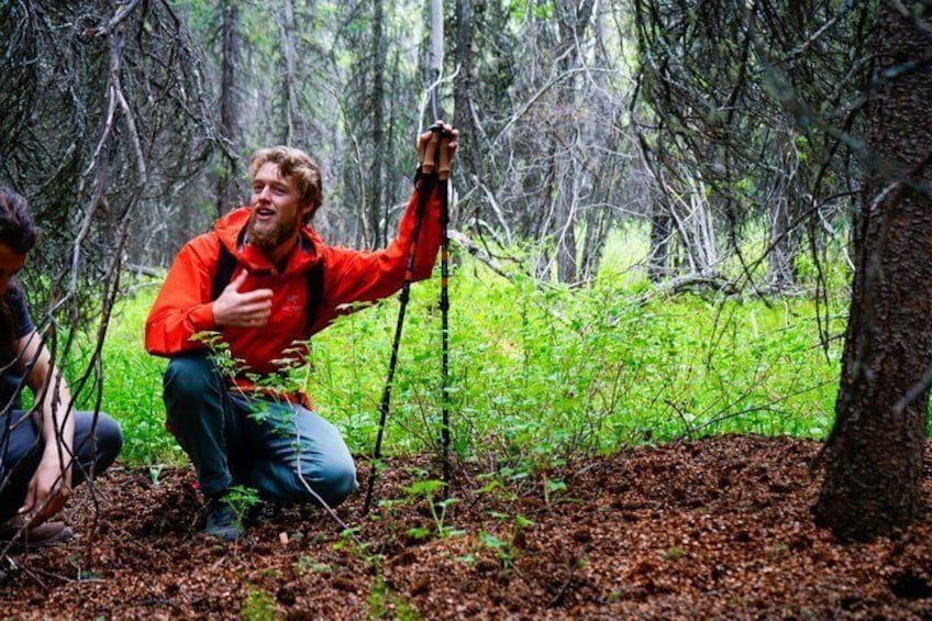 A person in a red jacket climbing a tree in a forest. 3