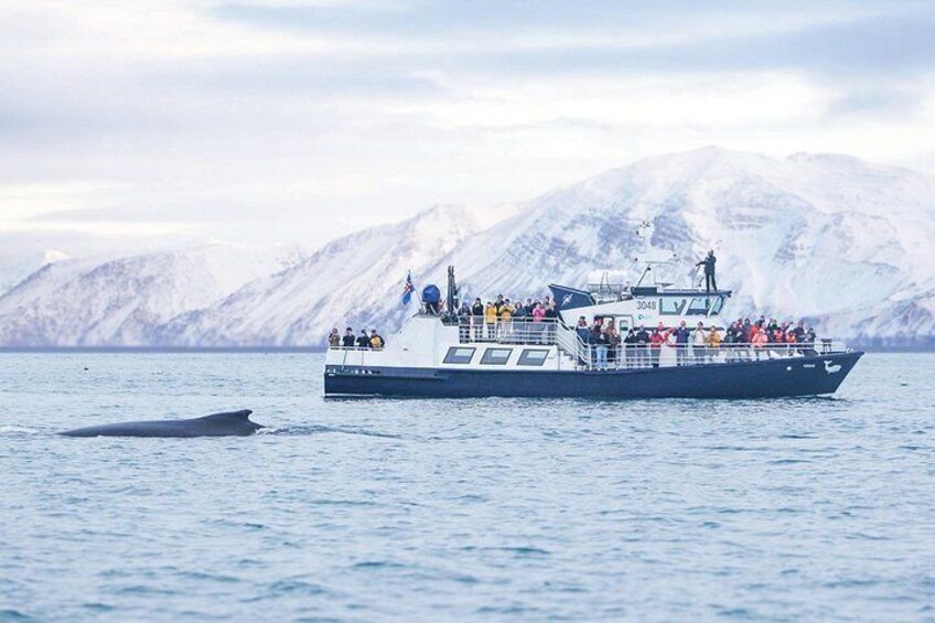 A boat with passengers, a whale, and a snowy mountain in the background. 1