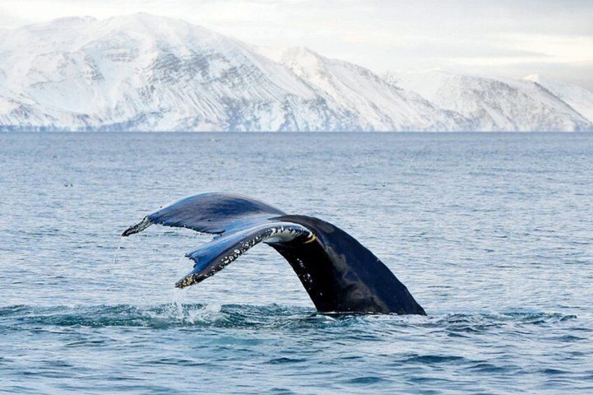 Húsavík: Family-Run Whale Watching Tour 3