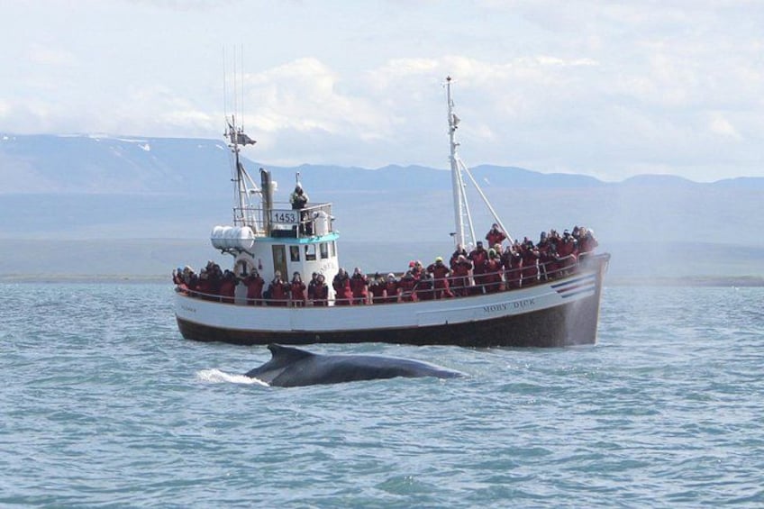 Húsavík: Family-Run Whale Watching Tour 3
