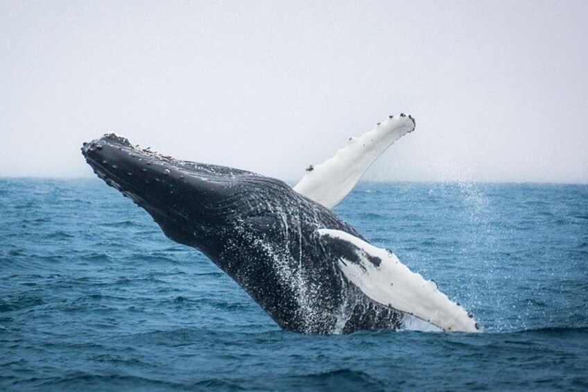 Húsavík: Family-Run Whale Watching Tour 5