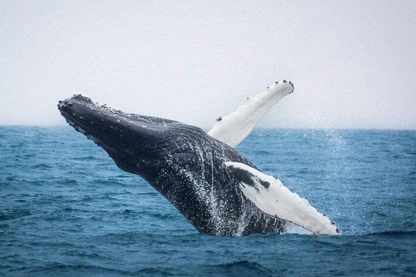 Húsavík: Family-Run Whale Watching Tour 5