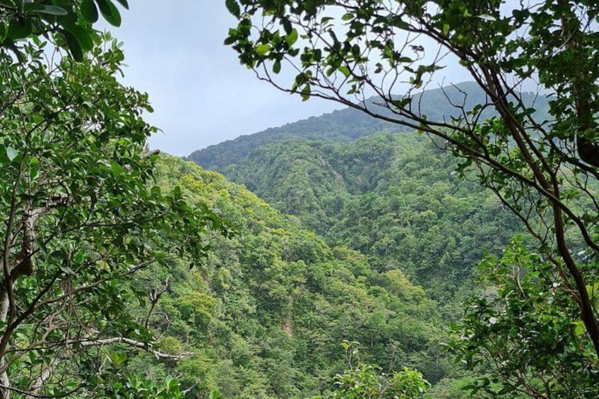 A dense forest with a mountain in the background. 5