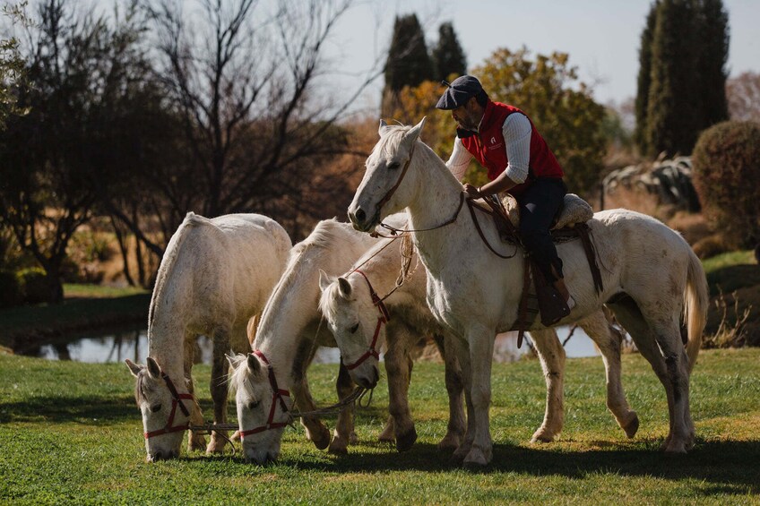 Half Day Horseback Riding in the Andes Mountains from Mendoza