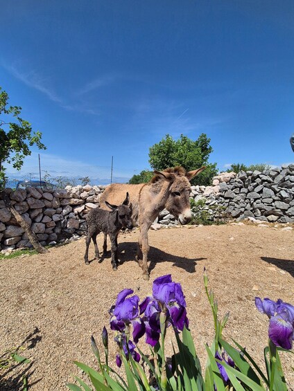 Picture 1 for Activity Šmrika (near Rijeka/Krk/Crikvenica) Donkey Farm Family Fun 2