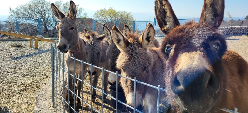 Picture 8 for Activity Šmrika (near Rijeka/Krk/Crikvenica) Donkey Farm Family Fun 4