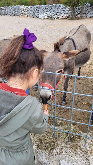 Picture 16 for Activity Šmrika (near Rijeka/Krk/Crikvenica) Donkey Farm Family Fun 3