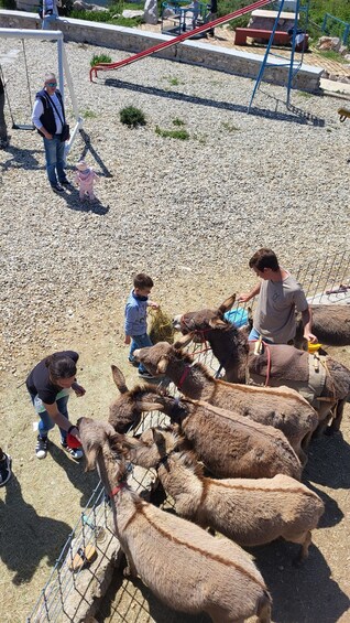 Picture 5 for Activity Šmrika (near Rijeka/Krk/Crikvenica) Donkey Farm Family Fun 5