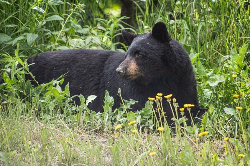 Brown bear viewing 5