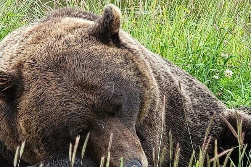JB, Alaska Wildlife Conservation Center 4