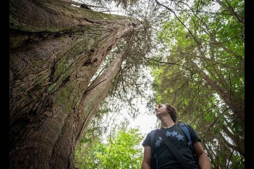 Ancient Trees of Vancouver Walking Tour 5