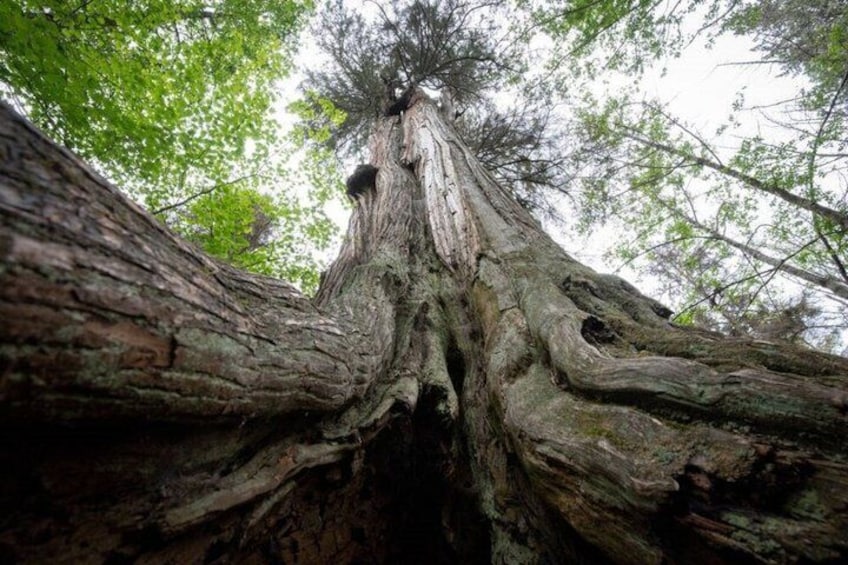 Ancient Trees of Vancouver Walking Tour 2