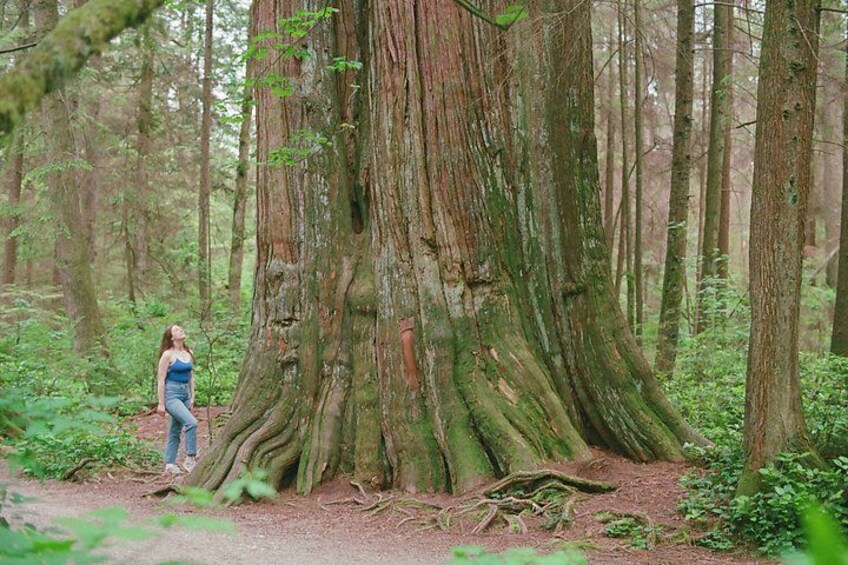 Ancient Trees of Vancouver Walking Tour 2