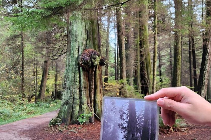 Ein Wald mit hohen Bäumen, einem Pfad und einer Hand, die auf einen moosbewachsenen Baum zeigt. 2