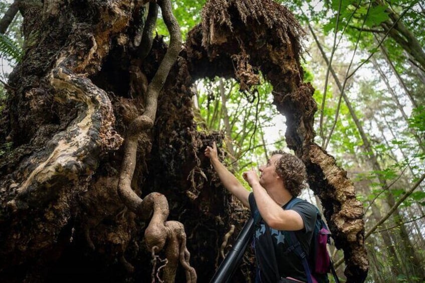 Ancient Trees of Vancouver Walking Tour 3