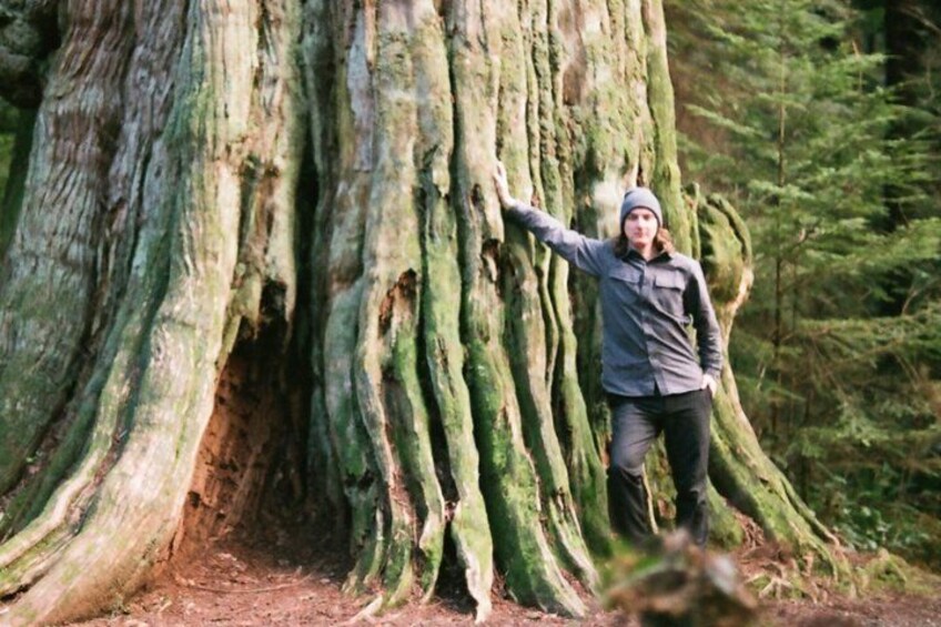 Ancient Trees of Vancouver Walking Tour 1