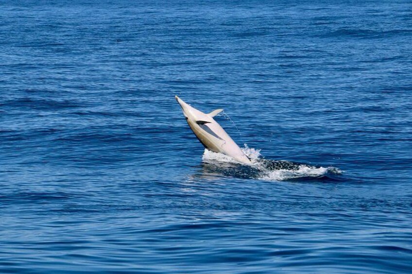 Observation of Dolphins in Sesimbra 5
