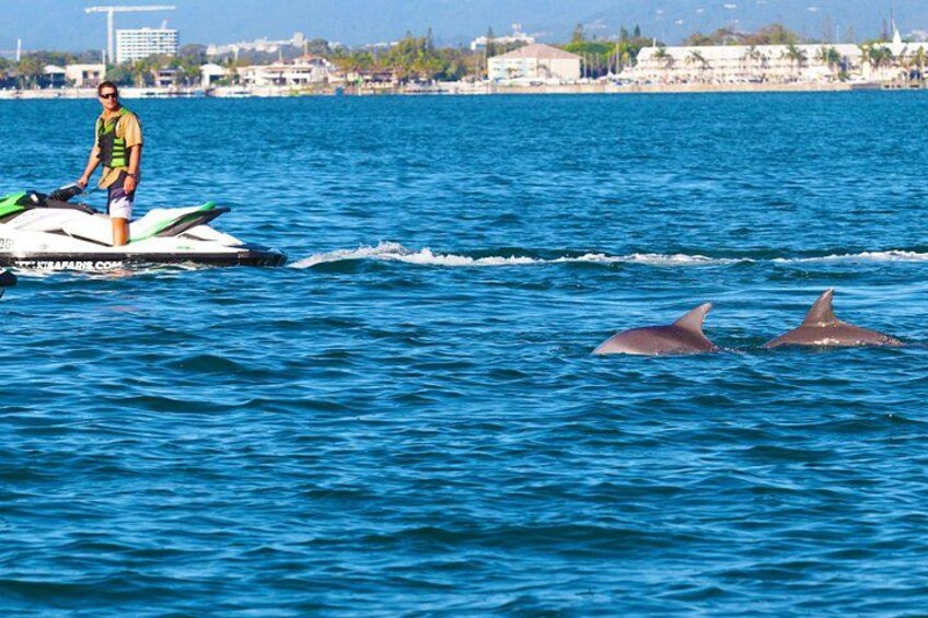 A person jet-skiing on a body of water with dolphins swimming nearby. 4