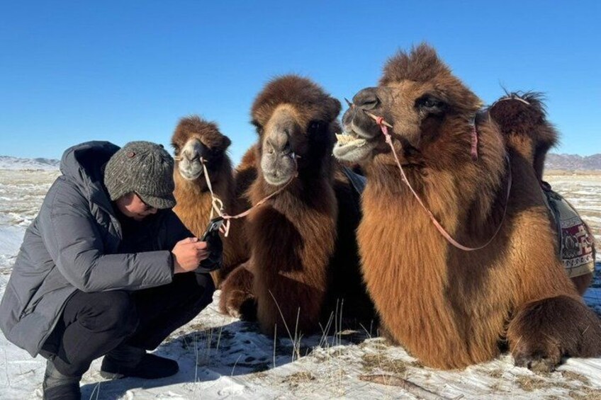 A person interacting with camels in a snowy landscape. 2