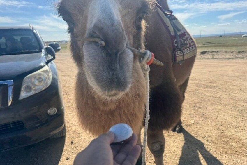 A camel with a saddle and a person feeding it. 4