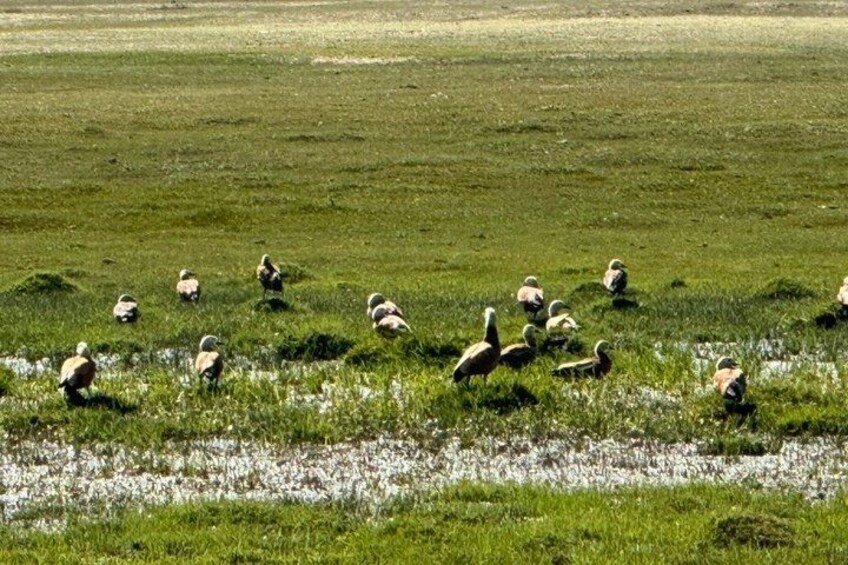 A flock of geese grazing in a grassy field. 5