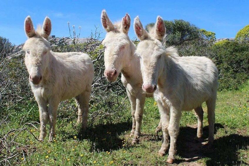 From Stintino: sailboat tour to Asinara with lunch 2