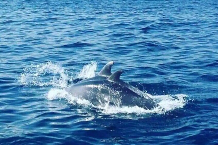 Two dolphins leaping out of the water. 3