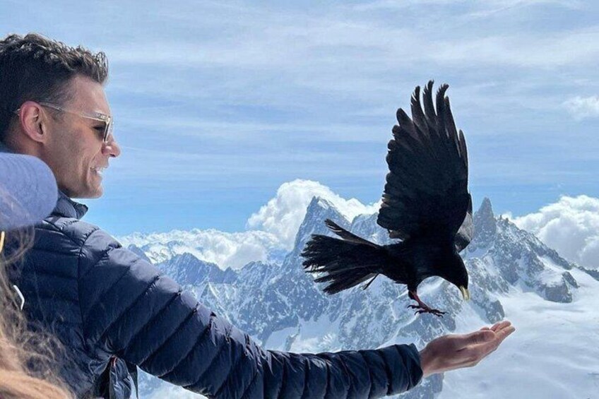 Hungry birds above 3800m 3