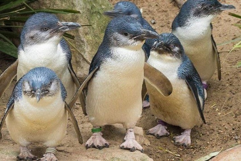 Puffing Billy And Phillip Island Penguin Parade Bus Tour 2