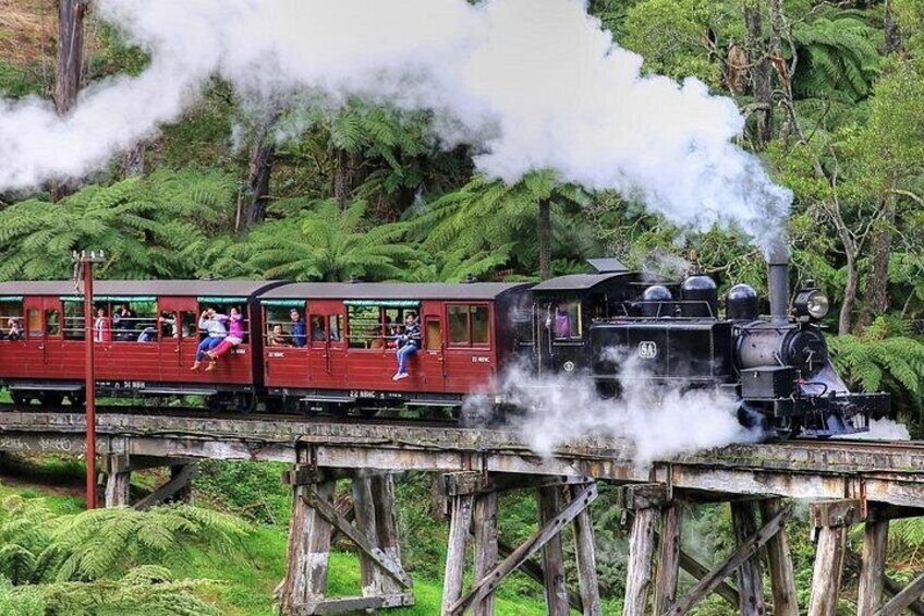 Puffing Billy And Phillip Island Penguin Parade Bus Tour 3