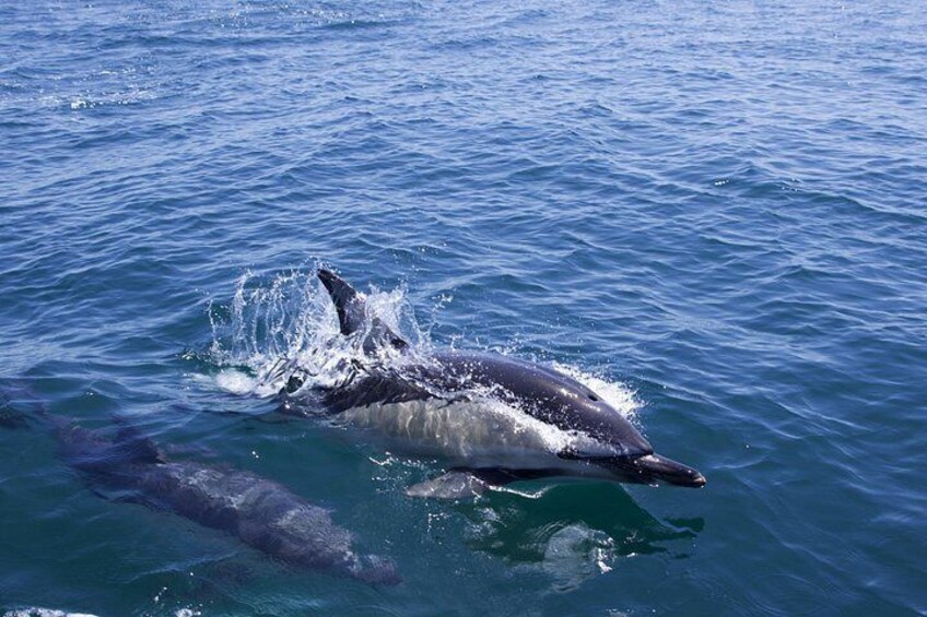 A dolphin leaping out of the water, with another dolphin visible in the background. 2
