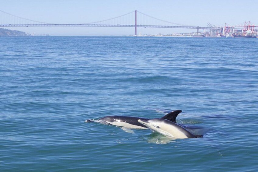 Common dolphin | Golfinho-comum 3