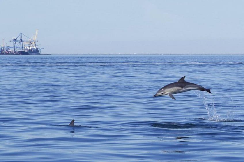 A dolphin leaping out of the water with a ship in the background. 5