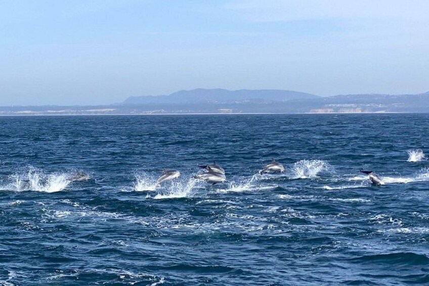 Dolphins jumping out of the water in a body of water with a distant shoreline and mountains in the background. 4