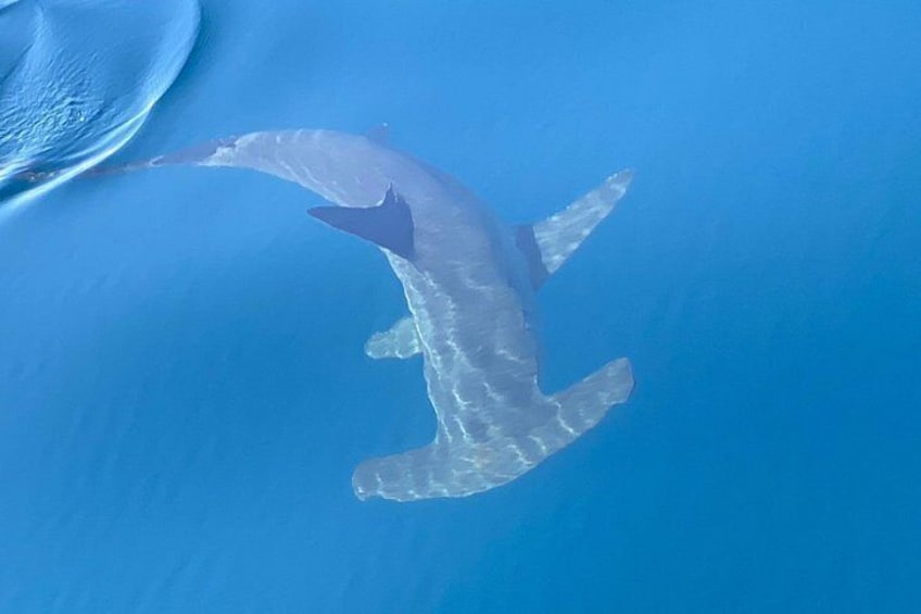 A shark swimming in the ocean. 3