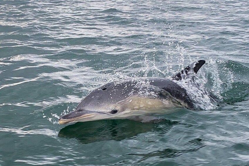 Common dolphin | Golfinho-comum 5