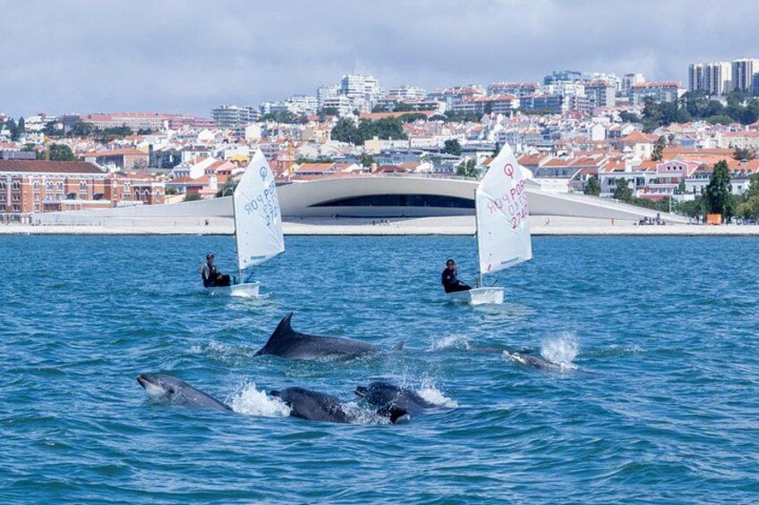Bottlenose dolphin | Golfinho-roaz 4