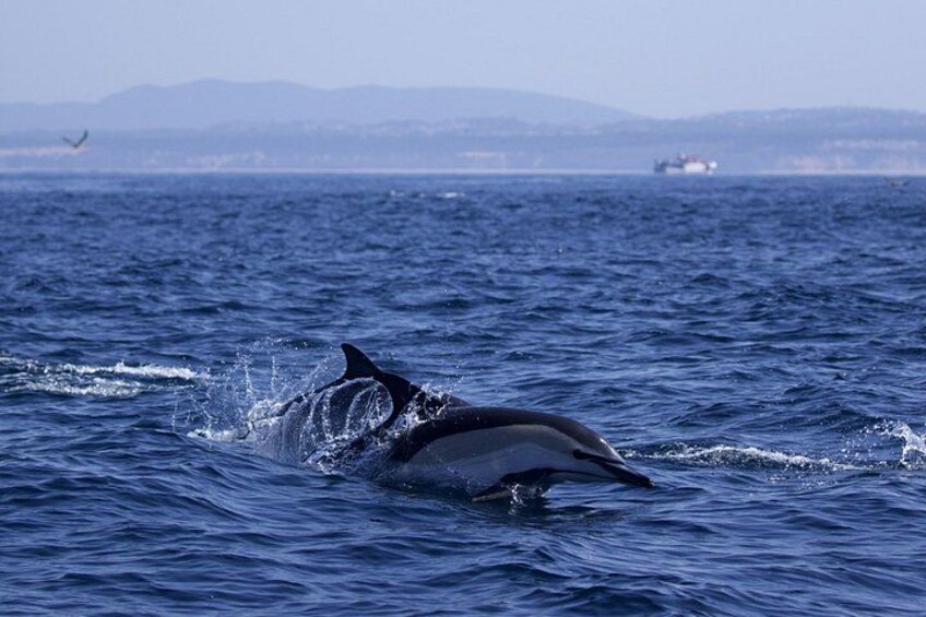 Common dolphin | Golfinho-comum 2