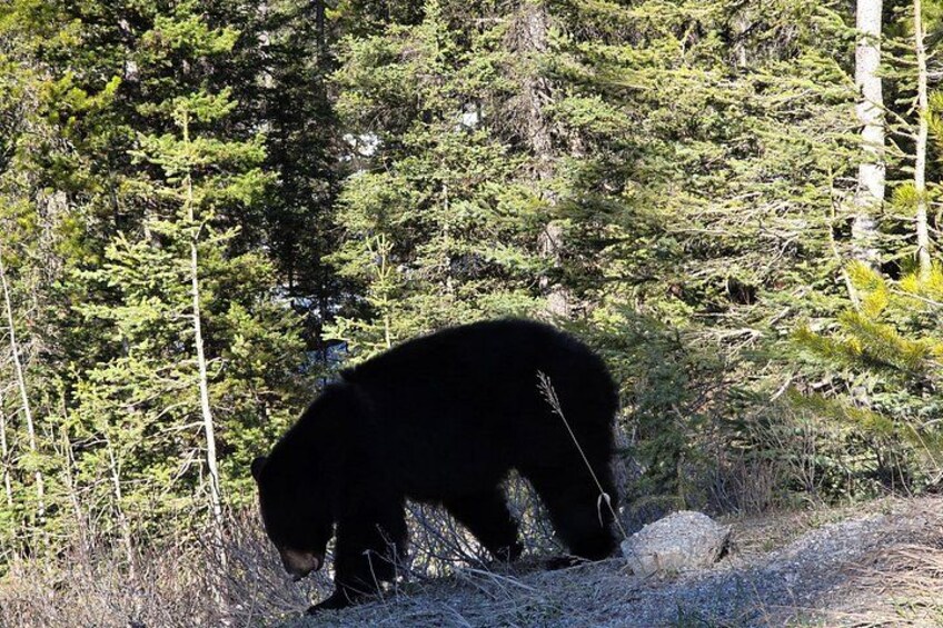 A bear in a forested area. 5