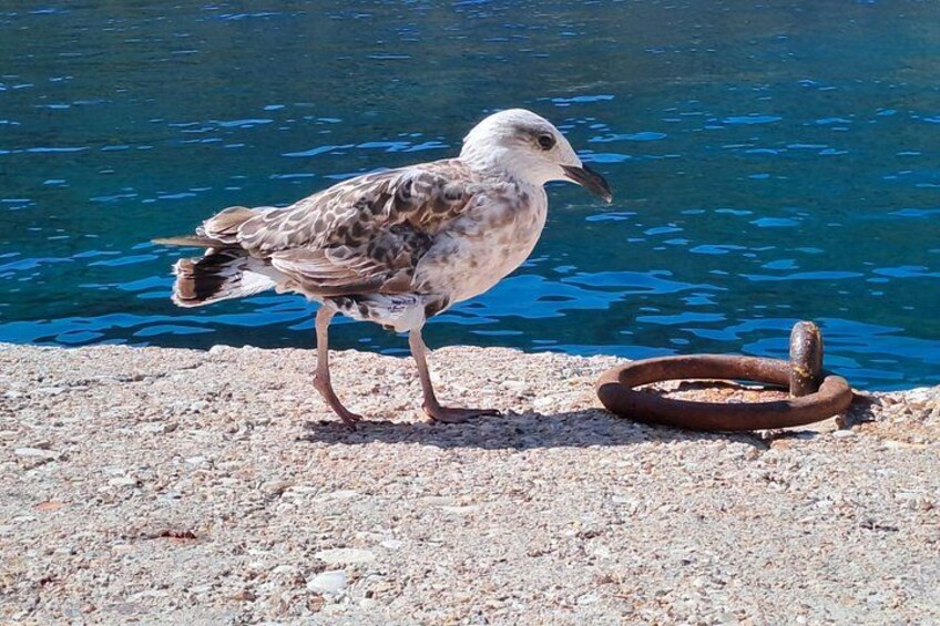 From Agia Efimia: All Inclusive Sailing Day Tour to Ithaca 3