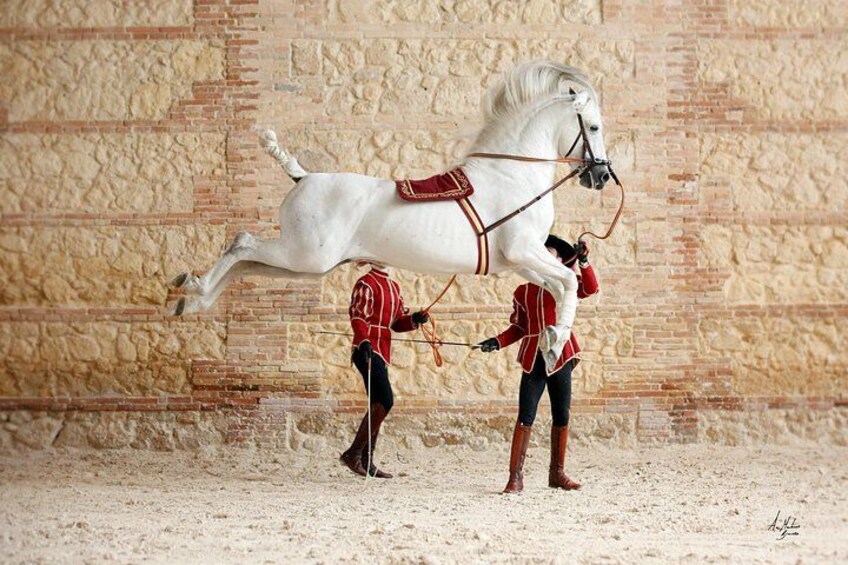 Equestrian Show Royal Stables of Córdoba 2
