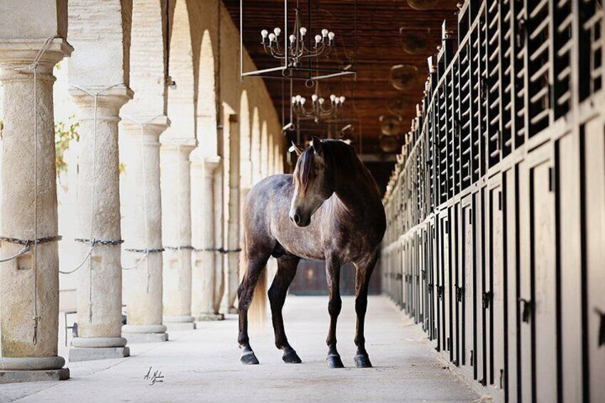Equestrian Show Royal Stables of Córdoba 2