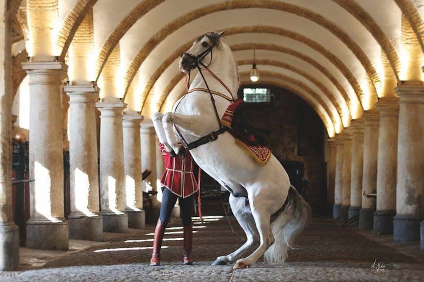 Equestrian Show Royal Stables of Córdoba 2
