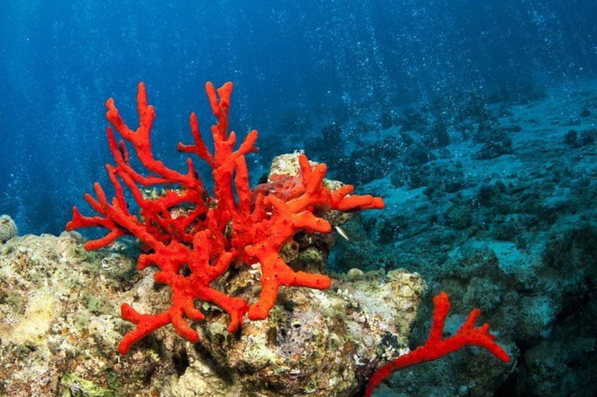 A red coral reef with branching formations. 4